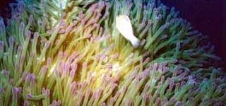 Shinkoku Maru, Chuuk Lagoon, Micronesia