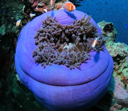 Shinkoku Maru, Chuuk Lagoon, Micronesia